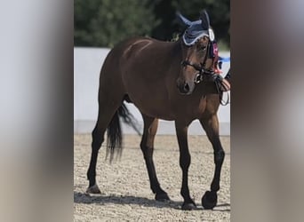 Oldenburger, Merrie, 8 Jaar, 166 cm, Bruin