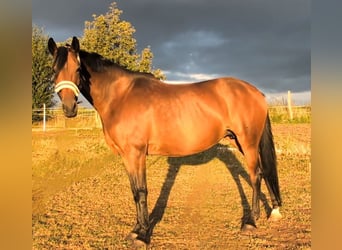 Oldenburger, Merrie, 8 Jaar, 166 cm, Bruin