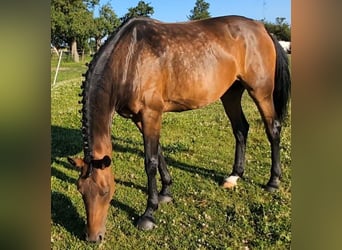 Oldenburger, Merrie, 8 Jaar, 166 cm, Bruin