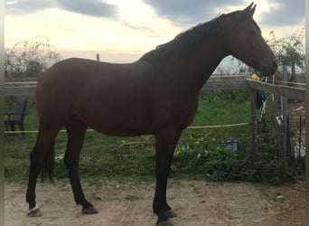 Oldenburger, Merrie, 8 Jaar, 166 cm, Bruin