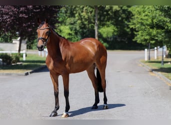 Oldenburger, Merrie, 8 Jaar, 166 cm, Bruin