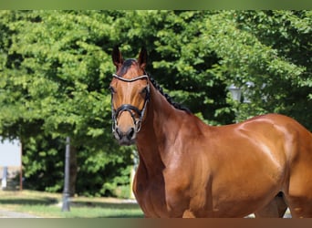 Oldenburger, Merrie, 8 Jaar, 166 cm, Bruin
