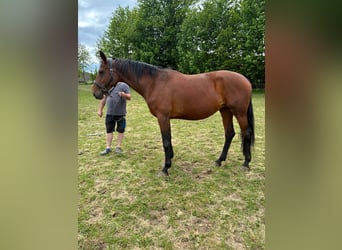 Oldenburger, Merrie, 8 Jaar, 166 cm, Bruin