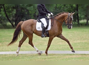 Oldenburger, Merrie, 8 Jaar, 166 cm, Donkere-vos