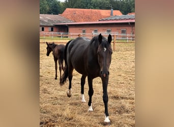 Oldenburger, Merrie, 8 Jaar, 166 cm, Donkere-vos