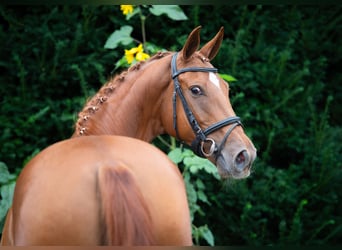 Oldenburger, Merrie, 8 Jaar, 167 cm, Vos