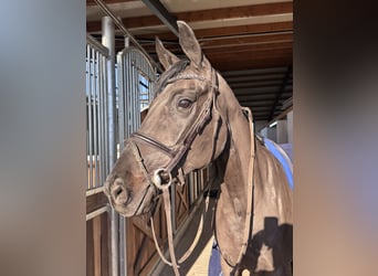 Oldenburger, Merrie, 8 Jaar, 167 cm, Zwartbruin