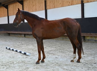 Oldenburger, Merrie, 8 Jaar, 168 cm, Brauner