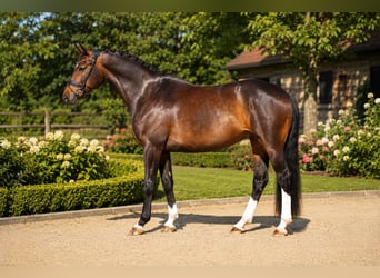 Oldenburger, Merrie, 8 Jaar, 168 cm, Donkerbruin