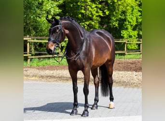 Oldenburger, Merrie, 8 Jaar, 168 cm, Donkerbruin