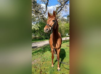 Oldenburger, Merrie, 8 Jaar, 168 cm, Vos