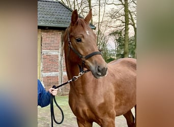 Oldenburger, Merrie, 8 Jaar, 168 cm, Vos
