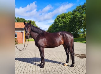 Oldenburger, Merrie, 8 Jaar, 168 cm, Zwartbruin