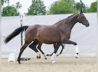 Oldenburger, Merrie, 8 Jaar, 169 cm, Brauner