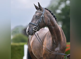 Oldenburger, Merrie, 8 Jaar, 169 cm, Brauner