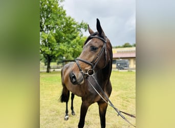 Oldenburger, Merrie, 8 Jaar, 169 cm, Zwartbruin