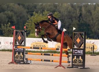 Oldenburger, Merrie, 8 Jaar, 170 cm, Bruin