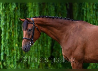 Oldenburger, Merrie, 8 Jaar, 171 cm, Bruin