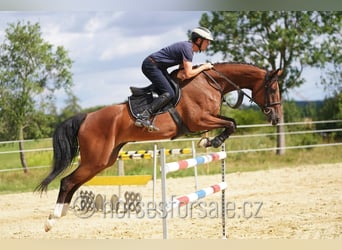 Oldenburger, Merrie, 8 Jaar, 171 cm, Bruin