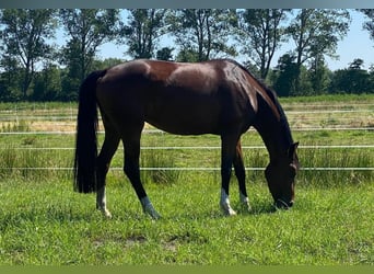 Oldenburger, Merrie, 8 Jaar, 173 cm, Bruin