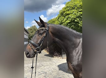 Oldenburger, Merrie, 8 Jaar, 173 cm, Donkerbruin