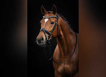 Oldenburger, Merrie, 8 Jaar, 173 cm, Vos