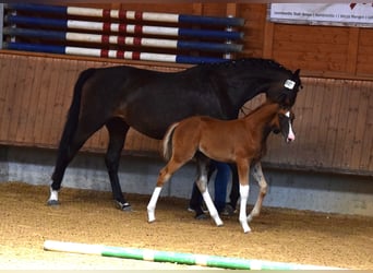 Oldenburger, Merrie, 8 Jaar, 176 cm, Donkerbruin