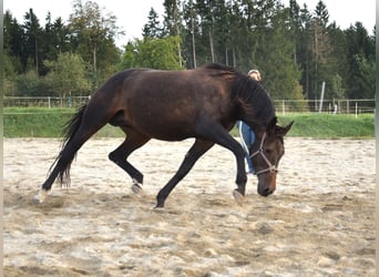Oldenburger, Merrie, 8 Jaar, 176 cm, Donkerbruin
