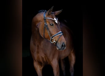 Oldenburger, Merrie, 8 Jaar, 177 cm, Bruin