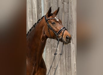Oldenburger, Merrie, 8 Jaar, 177 cm, Bruin