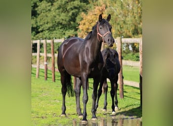 Oldenburger, Merrie, 8 Jaar, 177 cm, Zwart