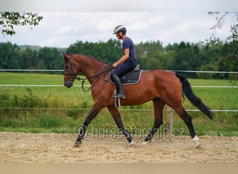 Oldenburger, Merrie, 8 Jaar, 178 cm, Bruin