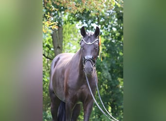 Oldenburger, Merrie, 8 Jaar, 178 cm, Zwart