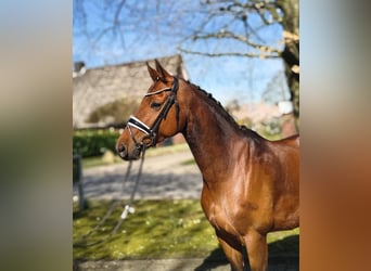 Oldenburger, Merrie, 9 Jaar, 162 cm, Bruin