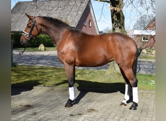 Oldenburger, Merrie, 9 Jaar, 162 cm, Bruin