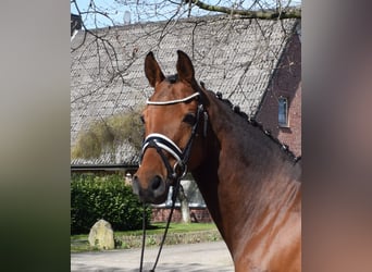 Oldenburger, Merrie, 9 Jaar, 163 cm, Bruin