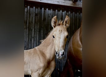 Oldenburger, Merrie, 9 Jaar, 163 cm, Vos