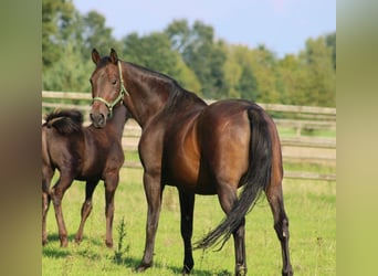 Oldenburger, Merrie, 9 Jaar, 166 cm, Donkerbruin