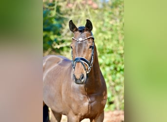 Oldenburger, Merrie, 9 Jaar, 167 cm, Bruin