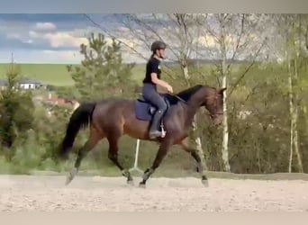 Oldenburger, Merrie, 9 Jaar, 168 cm, Donkerbruin