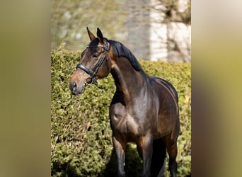 Oldenburger, Merrie, 9 Jaar, 168 cm, Donkerbruin