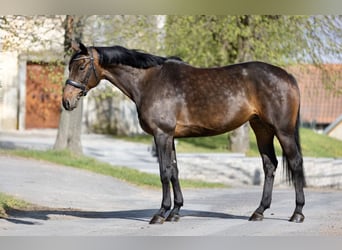 Oldenburger, Merrie, 9 Jaar, 168 cm, Donkerbruin