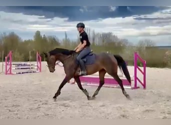 Oldenburger, Merrie, 9 Jaar, 168 cm, Donkerbruin