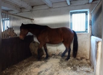 Oldenburger, Merrie, 9 Jaar, 168 cm