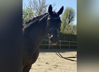 Oldenburger, Merrie, 9 Jaar, 168 cm, Zwart