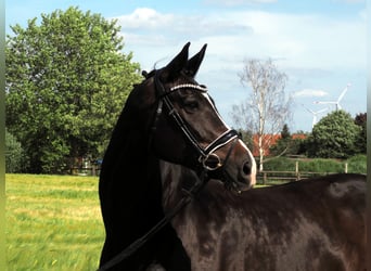 Oldenburger, Merrie, 9 Jaar, 168 cm, Zwart