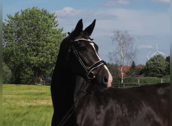Oldenburger, Merrie, 9 Jaar, 168 cm, Zwart