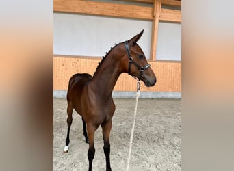 Oldenburger, Merrie, 9 Jaar, 169 cm, Donkerbruin