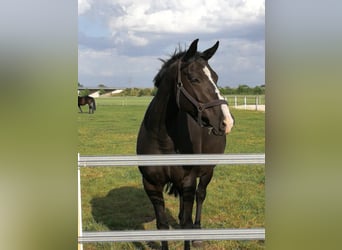 Oldenburger, Merrie, 9 Jaar, 169 cm, Zwart