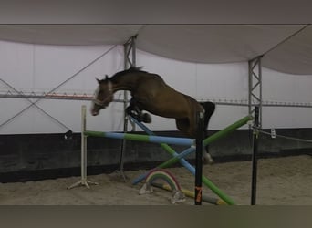 Oldenburger, Merrie, 9 Jaar, 170 cm, Bruin